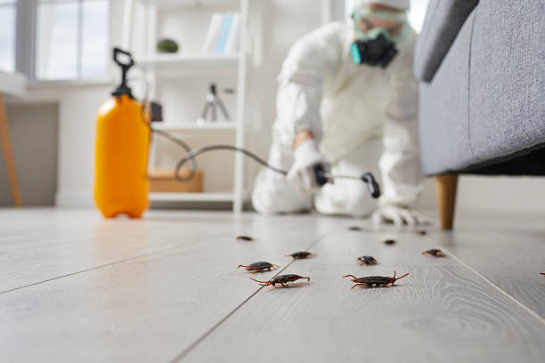 Post-Treatment Bed Bug Interceptor Monitoring in Pingree Grove